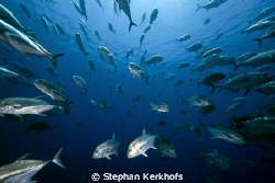 giant trevally school, scary moment! by Stephan Kerkhofs 